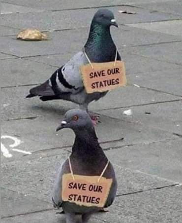 Two pigeons, one behind the other, are angled towards the camera. They both have signs around their necks reading "Save our Statues."